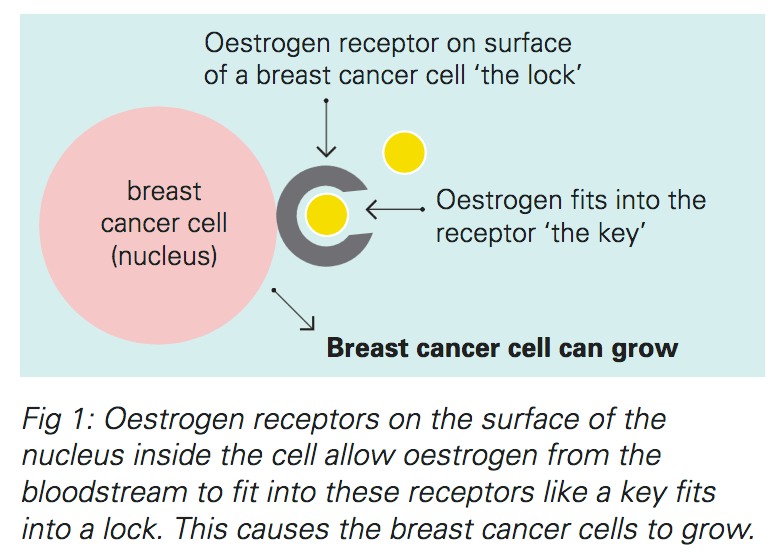 Deciphering the mechanisms of action of progesterone in breast cancer