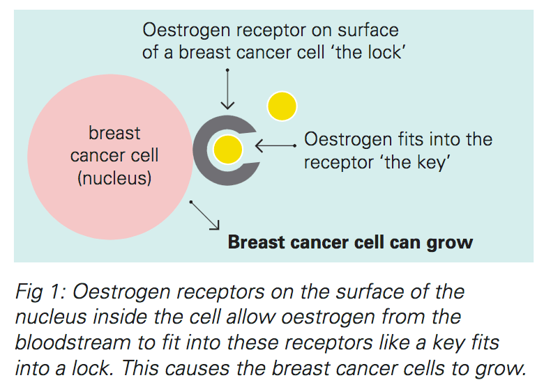 Hormonal Therapies For Breast Cancer Fact Sheet Westmead BCI